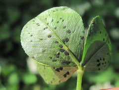 Polythrincium trifolii