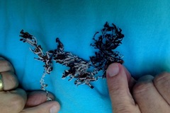 Jellyella tuberculata