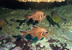 Trachichthys australis