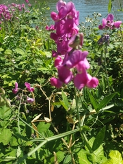 Lathyrus latifolius