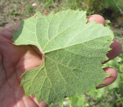 Vitis acerifolia
