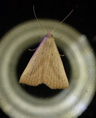 Macrochilo louisiana