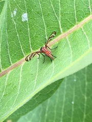 Tritoxa incurva