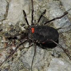 Himalphalangium spinulatum
