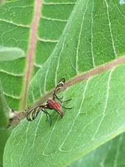 Tritoxa incurva