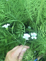 Cerastium pauciflorum