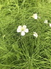 Cerastium pauciflorum