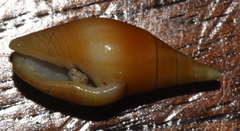 Mitridae