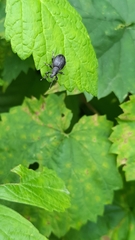 Otiorhynchus sulcatus