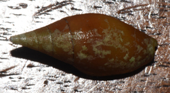 Mitridae