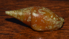 Mitridae