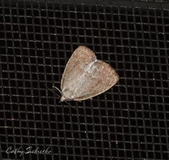 Protodeltote albidula