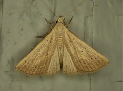 Macrochilo louisiana