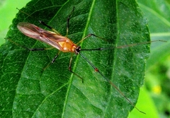 Ragwelellus suspectus