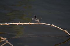 Brachythemis impartita