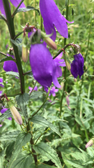 Campanula trachelium