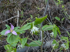 Prosartes trachycarpa