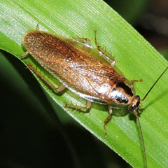 Blattella nipponica