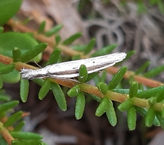 Pleurota bicostella