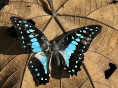 Graphium evemon