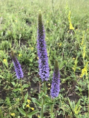 Veronica orchidea