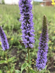 Veronica orchidea