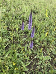 Veronica orchidea