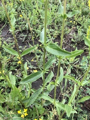 Veronica orchidea
