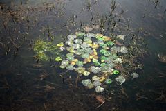 Caltha natans