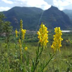 Linaria angustissima