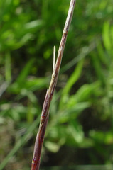 Parapholis filiformis