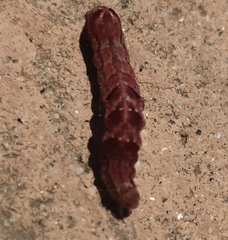 Lepidoptera
