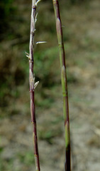 Parapholis filiformis