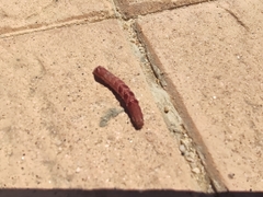 Lepidoptera