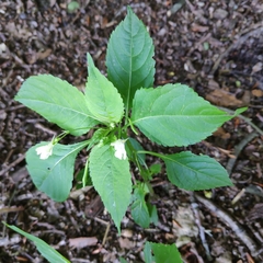 Impatiens parviflora