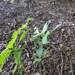 Impatiens parviflora