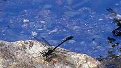Hylogomphus adelphus