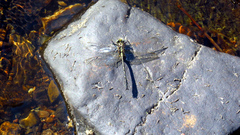 Phanogomphus descriptus