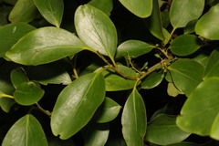 Griselinia littoralis