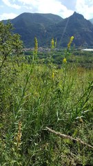 Linaria angustissima