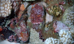 Sebastapistes cyanostigma