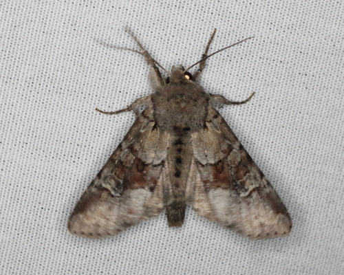 Grūdinis pelėdgalvis nuotrauka