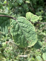 Lonicera xylosteum