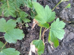 Eriocapitella × hybrida