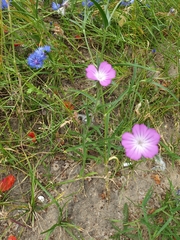 Agrostemma githago