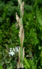 Thinopyrum elongatum