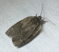 Choristoneura conflictana