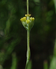 Bupleurum orientale
