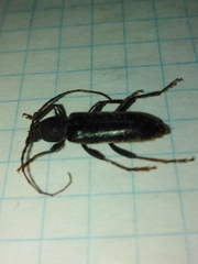 Trichoferus campestris