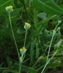 Bupleurum orientale